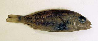 Aulonocara trematocephalum